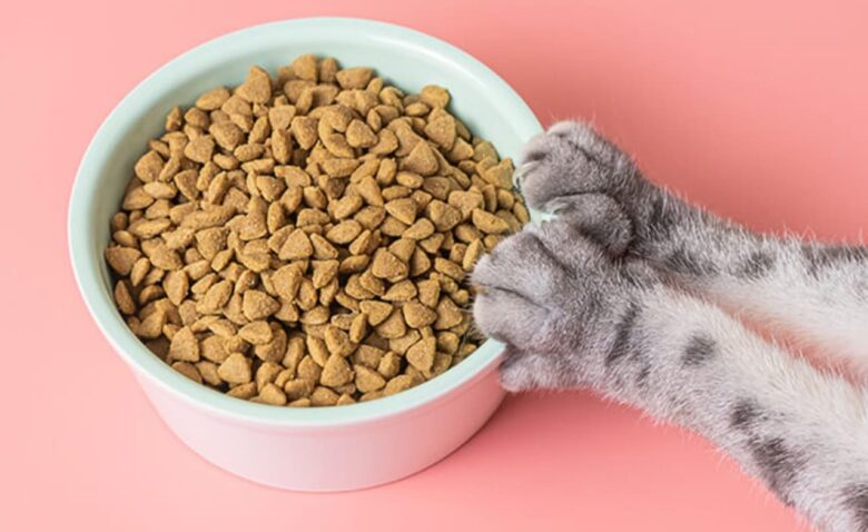 キャットフード(猫の餌)市販どこで買う?ホームセンターが安いしおすすめ? | どこで買える?ここで売ってる.com
